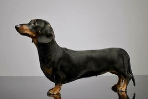 Studio shot of an adorable short haired Dachshund photo