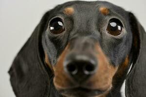 Portrait of an adorable short haired Dachshund photo