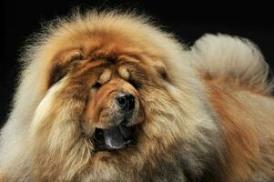 Chow Chow enjoying the dark photo studio