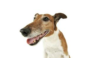 Retrato de un adorable Jack Russell Terrier foto