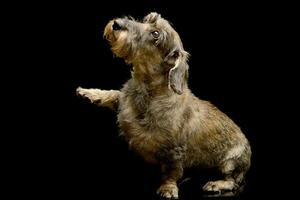 An adorable Dachshund lifting her front leg photo