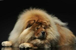 Chow Chow lying and looking down in a dark studio photo