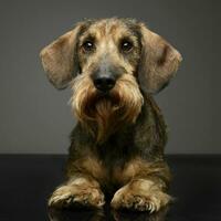 wired hair Dachshund wachinbg in a gray background photo