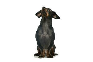 Studio shot of an adorable Dachshund photo