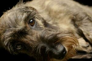 Studio shot of an adorable Dachshund photo