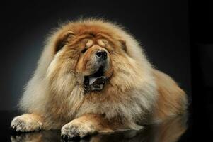 beautiful Chow Chow look like a lion, lying in a dark studio floor photo