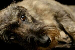 Studio shot of an adorable Dachshund photo