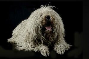 blanco puli acostado en un oscuro antecedentes foto