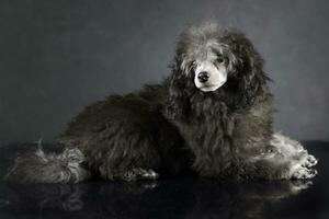 perrito caniche acostado en el oscuro foto estudio