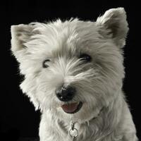 West Highland White Terrier portrait in a  dark background photo