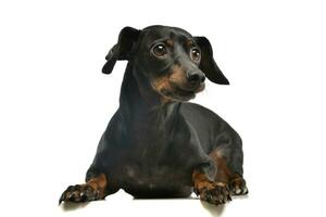 Studio shot of an adorable Dachshund photo