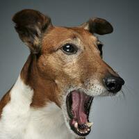 Jack Russell terrier bostezo en un oscuro estudio foto