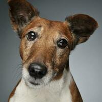 Jack Russell terrier retrato en un gris foto estudio