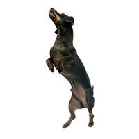 An adorable short haired Dachshund standing on two legs photo