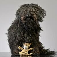 An adorable Puli sitting with a stuffed lion photo