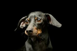 Portrait of an adorable Dachshund photo