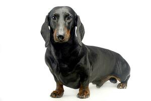 Dachshund looking into the camera on a white background in the studio photo