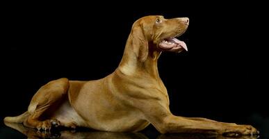 Studio shot of an adorable Hungarian vizsla photo