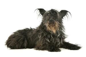 Studio shot of an adorable mixed breed dog photo