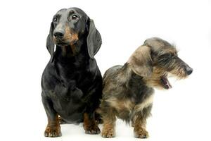 Two Dachshund sitting in the whie studio photo