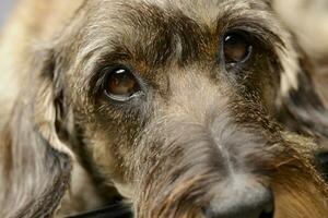 Portrait of an adorable Dachshund photo