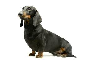 Studio shot of an adorable Dachshund photo