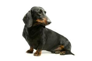 Studio shot of an adorable Dachshund photo