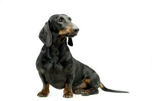 dachshund sitting in white photo studio floor