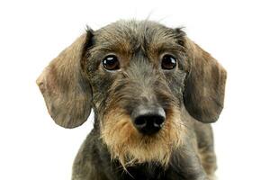 wire haired Dachshund looking into the camera photo