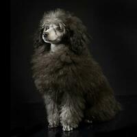 perrito caniche en un oscuro estudio sentado foto