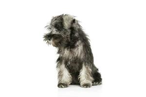 Studio shot of an adorable Schnauzer salt and papper puppy sitting and looking down curiously photo