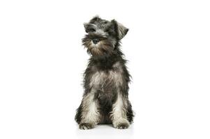 Studio shot of an adorable Schnauzer salt and papper puppy sitting and looking curiously at the camera photo