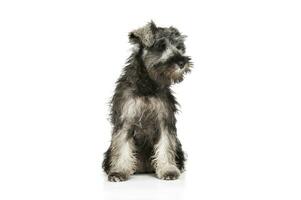 Studio shot of an adorable Schnauzer salt and papper puppy sitting and looking down curiously photo