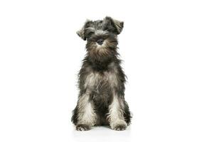 Studio shot of an adorable Schnauzer salt and papper puppy sitting and looking curiously at the camera photo