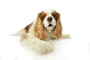 Studio shot of an adorable American Cocker Spaniel photo