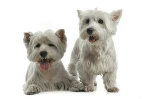 Two West Highland White Terrier are on the white studio floor photo