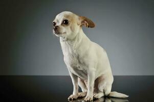 Studio shot of an adorable chihuahua photo