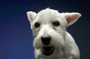 West Highland White Terrier in a blue background photo