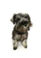 Studio shot of an adorable Schnauzer salt and papper puppy standing and looking curiously at the camera photo