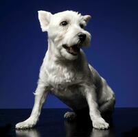 Oeste tierras altas blanco terrier sentado el estudio fotográfico, azul antecedentes foto