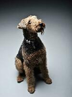 Airdale Terrier is looking up in the studio photo