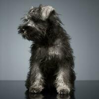 Puppy Schnauzer staying in the studio table photo