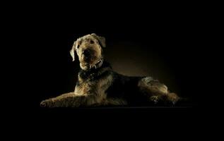 Studio shot of an adorable Airedale Terrier looking curiously at the camera photo
