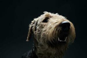 Portrait of an adorable Airedale Terrier looking curiously photo