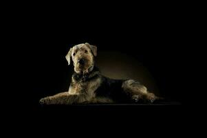 Studio shot of an adorable Airedale Terrier looking curiously at the camera photo