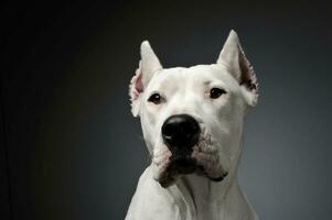 Portrait of an adorable Dogo Argentino looking up curiously photo