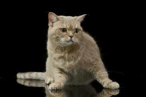 Studio shot of an adorable domestic cat photo