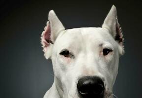 Portrait of an adorable Dogo Argentino looking curiously at the camera photo