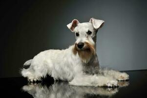 Studio shot of an adorable Schnauzer photo