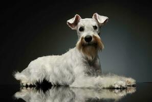 Studio shot of an adorable Schnauzer photo